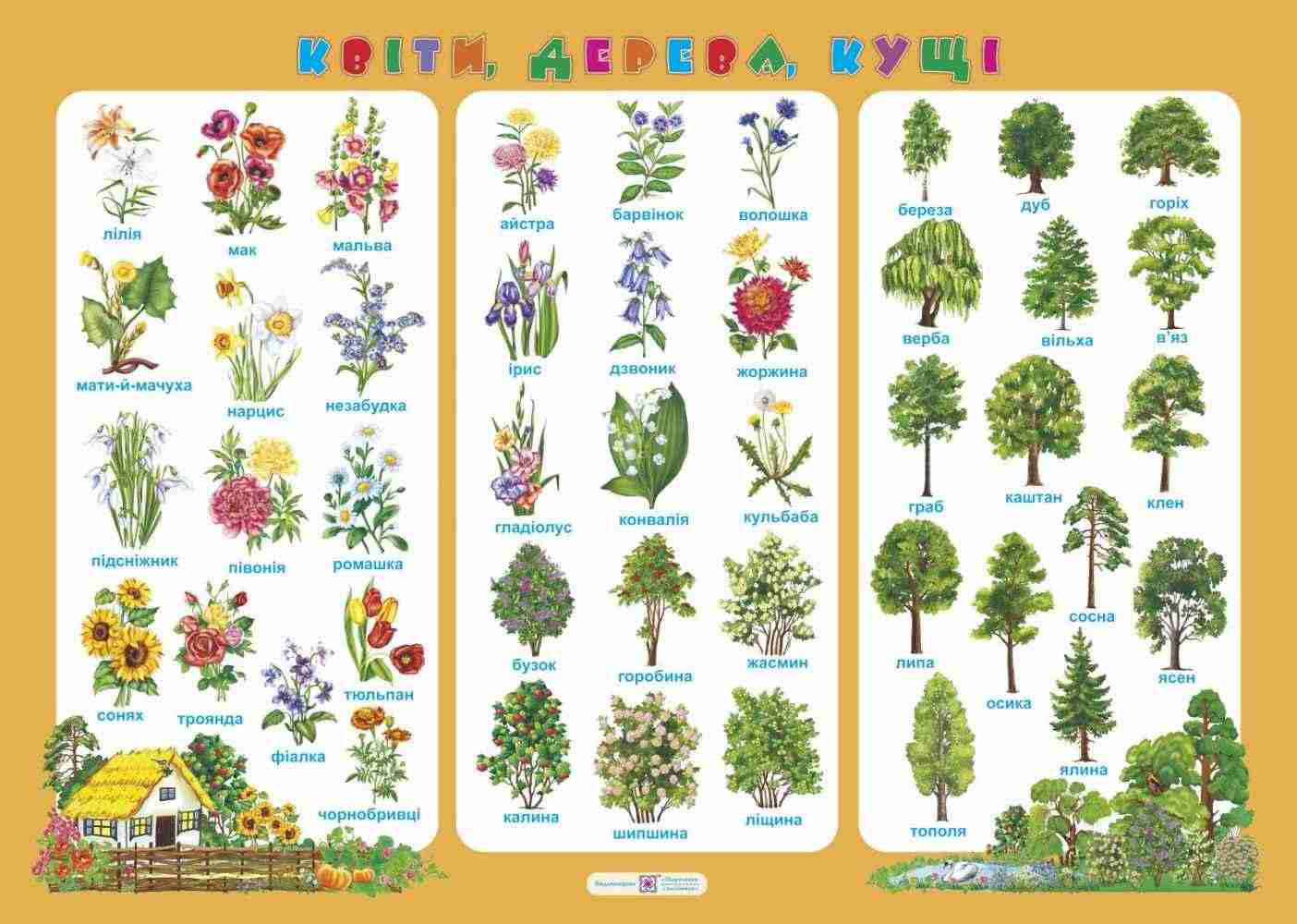 Квіти дерева кущі Плакат Давидова О. Підручники і посібники