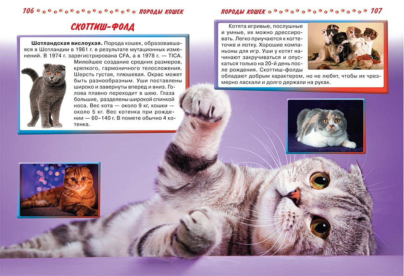Большая энциклопедия. Кошки и котята от А до Я - фото 2