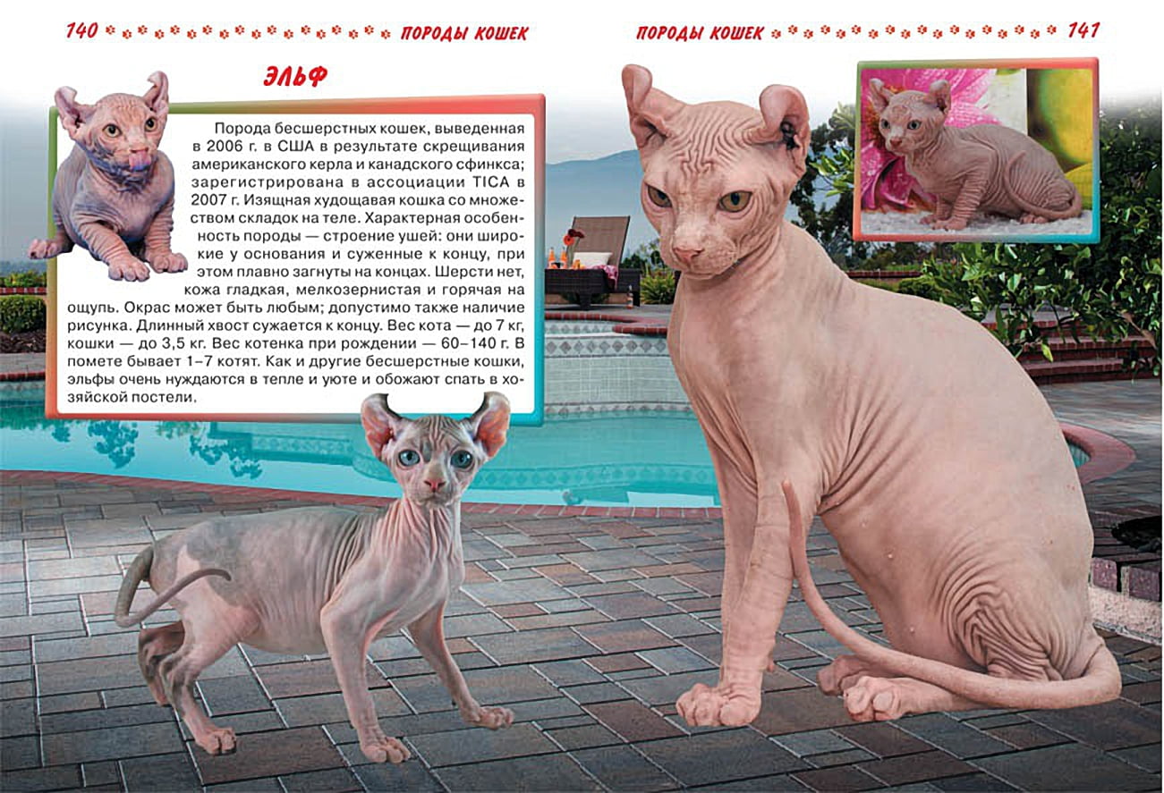 Большая энциклопедия. Кошки и котята от А до Я - фото 3