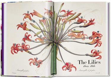 Redouté. The Book of Flowers Авт: H. Walter Lack Вид-во: Taschen - фото 2