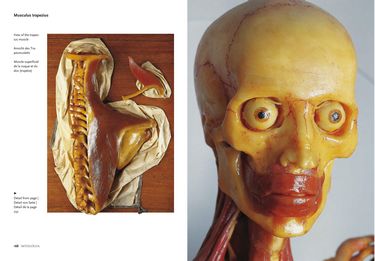 Encyclopedia Anatomica Авт: Marta Poggesi Вид-во: Taschen - фото 3