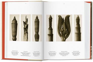 Karl Blossfeldt Авт: Hans Christian Adam Вид-во: Taschen - фото 3