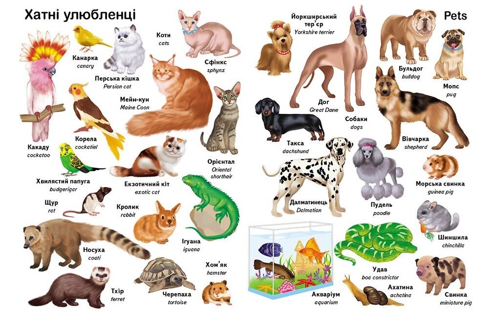 Перші слова. Тварини + англійська - фото 3