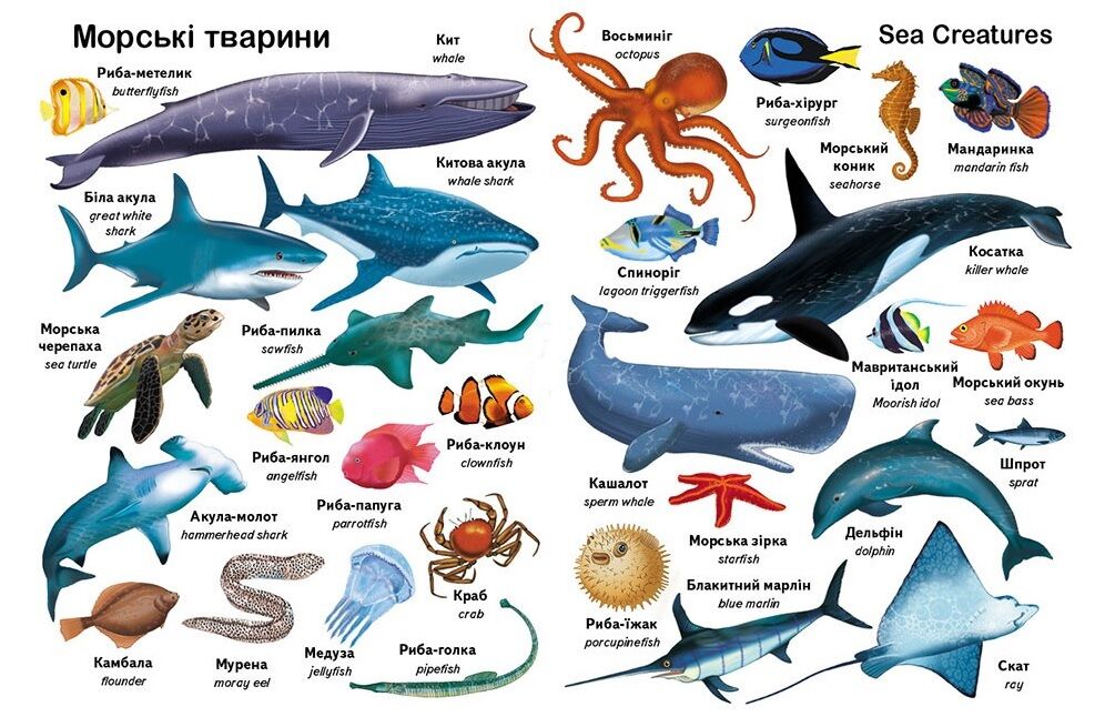 Перші слова. Тварини + англійська - фото 5