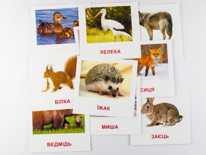 Дидактичний матеріал Картки міні Лісові мешканці / Wild animals (110х110 мм) Зірка - фото 2