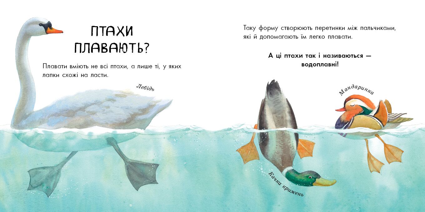Птахи різні та дивовижні - фото 3