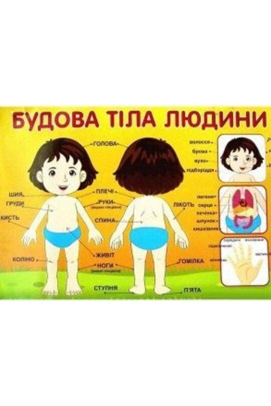 Плакат.Будова тіла людини - фото 1