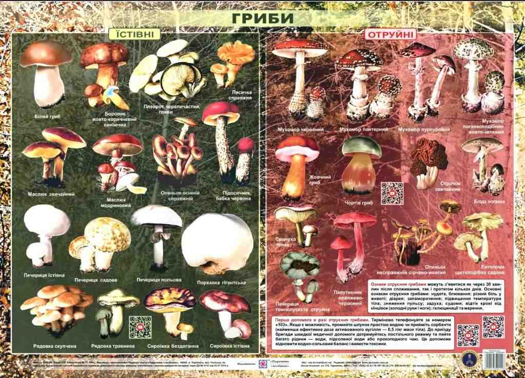 Їстівні та отруйні гриби Плакат Хіхловський В. Підручники і посібники - Оформлення предметних кабінетів