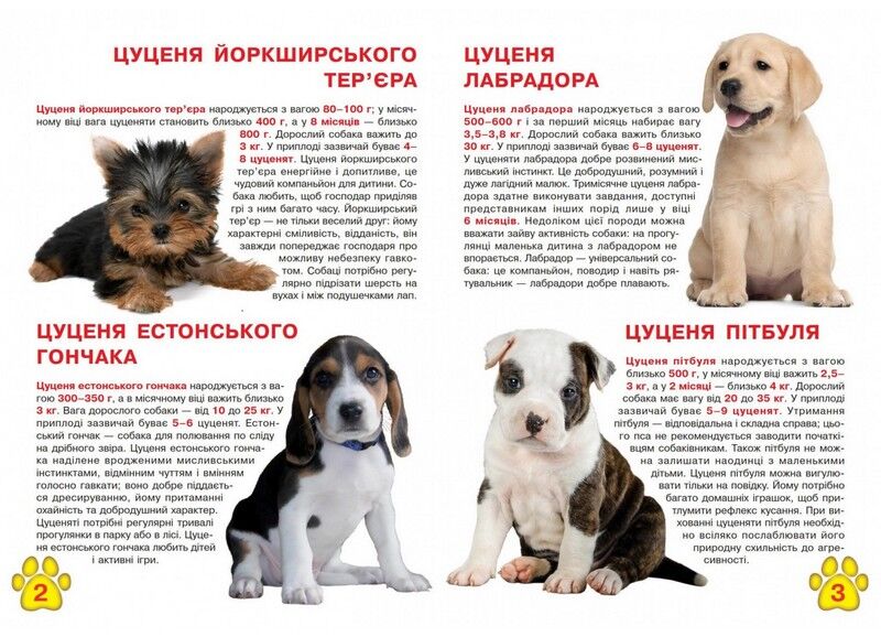 Велика книжка. Цуценята - фото 2