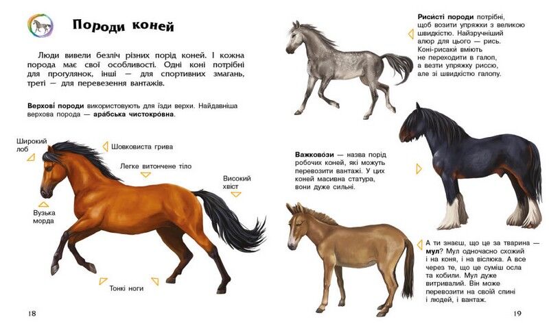 Коні. Енциклопедія дошкільника - фото 2