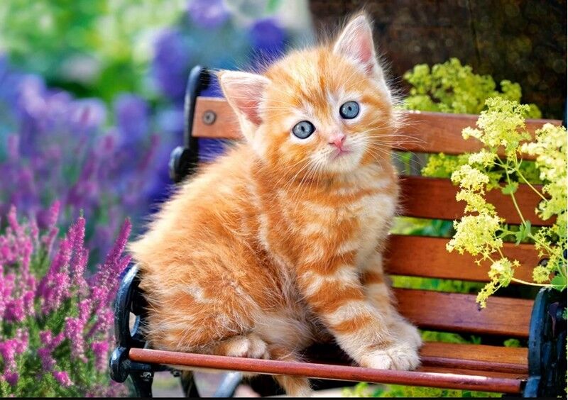 Castorland Puzzle 500. Ginger Kitten / Руде кошеня - фото 2