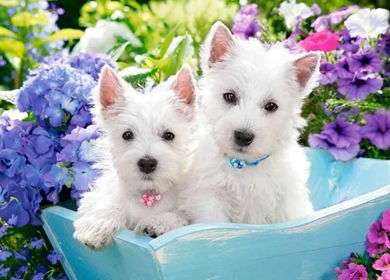 Castorland Puzzle 60. Westie Puppies / Цуценята - фото 2