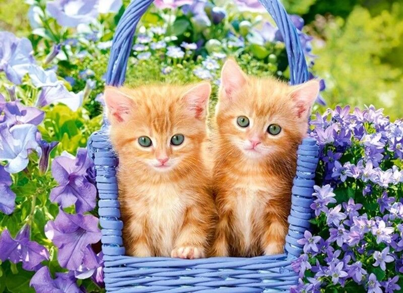 Castorland Puzzle 70. Ginger Kittens / Кошенята у квітах - фото 2
