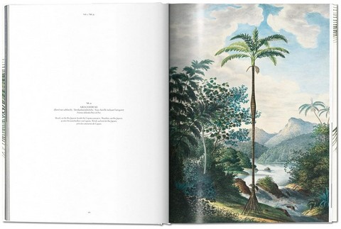 Martius. The Book of Palms - фото 5
