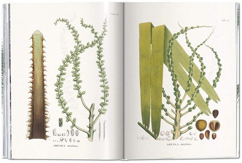 Martius. The Book of Palms - фото 6