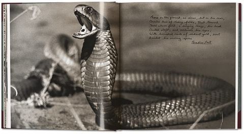 Peter Beard. The End of the Game (PHOTO) - фото 2