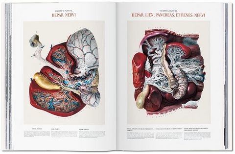 Bourgery. Atlas of Human Anatomy and Surgery (Multilingual Edition) - фото 2