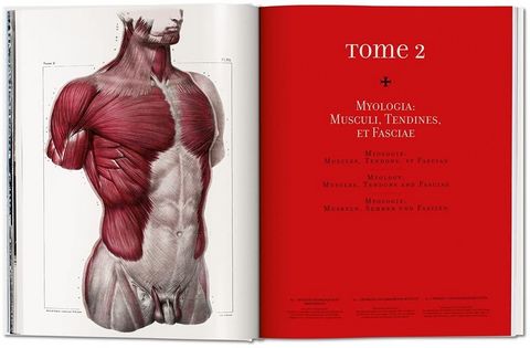 Bourgery. Atlas of Human Anatomy and Surgery (Multilingual Edition) - фото 3