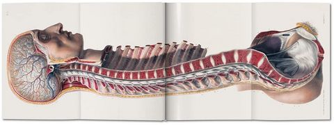 Bourgery. Atlas of Human Anatomy and Surgery (Multilingual Edition) - фото 4