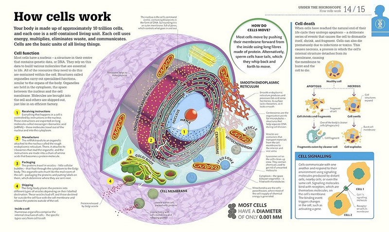How the Body Works Авт: Колектив авторів Вид-во: DK - фото 2