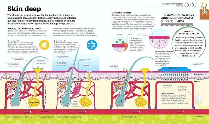 How the Body Works Авт: Колектив авторів Вид-во: DK - фото 3