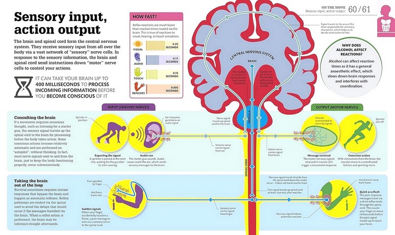 How the Body Works Авт: Колектив авторів Вид-во: DK - фото 4