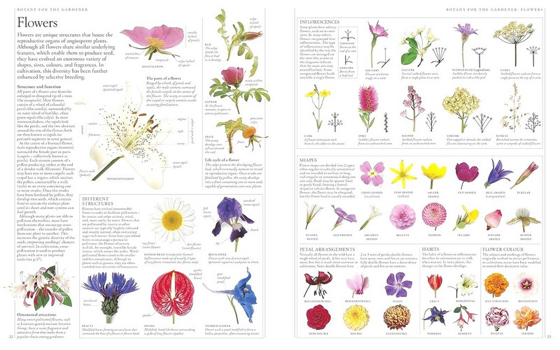 RHS A-Z Encyclopedia of Garden Plants. 4th edition - фото 3