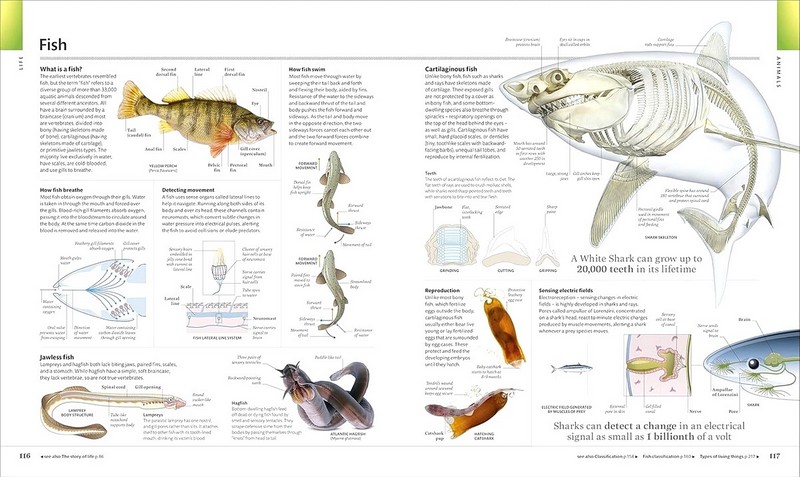 The Visual Encyclopedia - фото 4