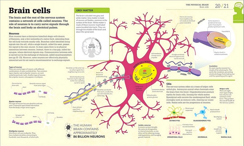 How the Brain Works Авт: Колектив авторів Вид-во: DK - фото 2