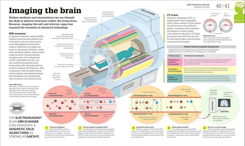 How the Brain Works Авт: Колектив авторів Вид-во: DK - фото 3