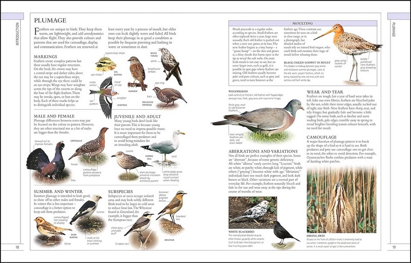 RSPB Complete Birds of Britain and Europe - фото 2