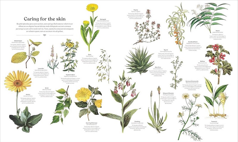 The Herb Book. The Stories, Science, and History - фото 4