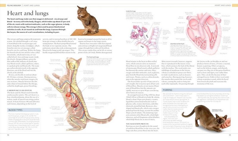 The Cat Encyclopedia - фото 4