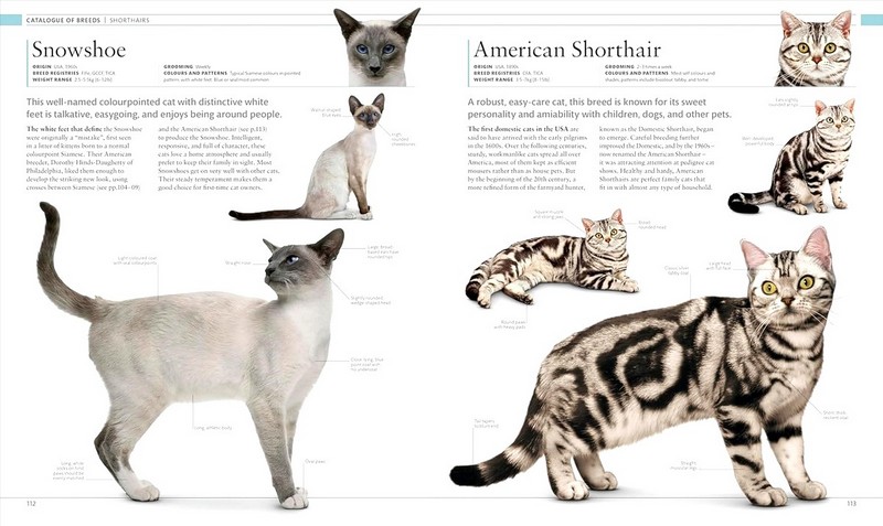 The Cat Encyclopedia - фото 5