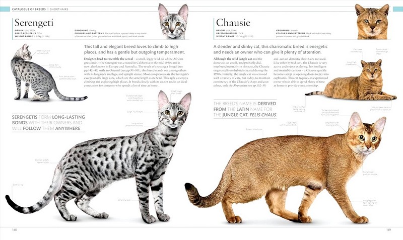 The Cat Encyclopedia - фото 6