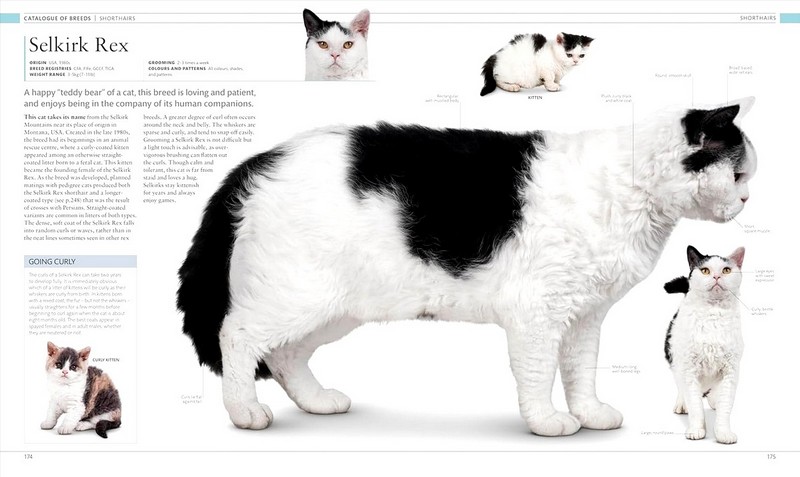 The Cat Encyclopedia - фото 7