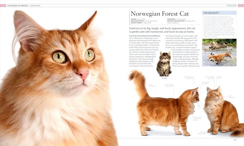 The Cat Encyclopedia - фото 10