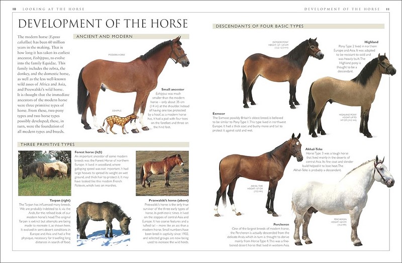 Complete Horse Care Manual - фото 3