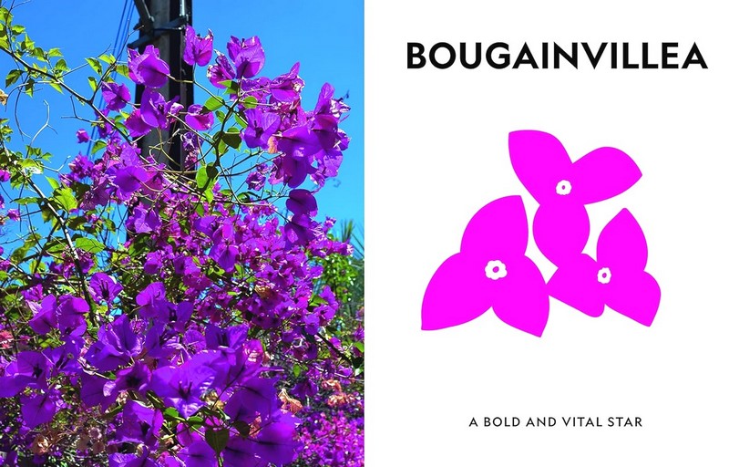 Super Bloom. A Field Guide to Flowers for Every Gardener - фото 2
