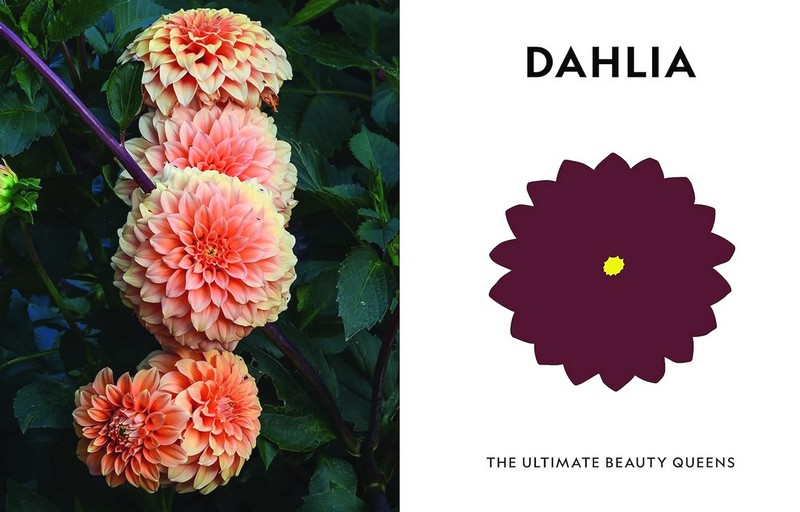Super Bloom. A Field Guide to Flowers for Every Gardener - фото 4