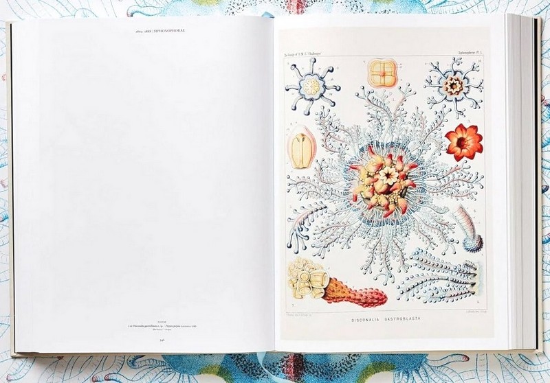 The Art and Science of Ernst Haeckel Авт: Rainer Willmann Julia Voss Вид-во: Taschen - фото 7