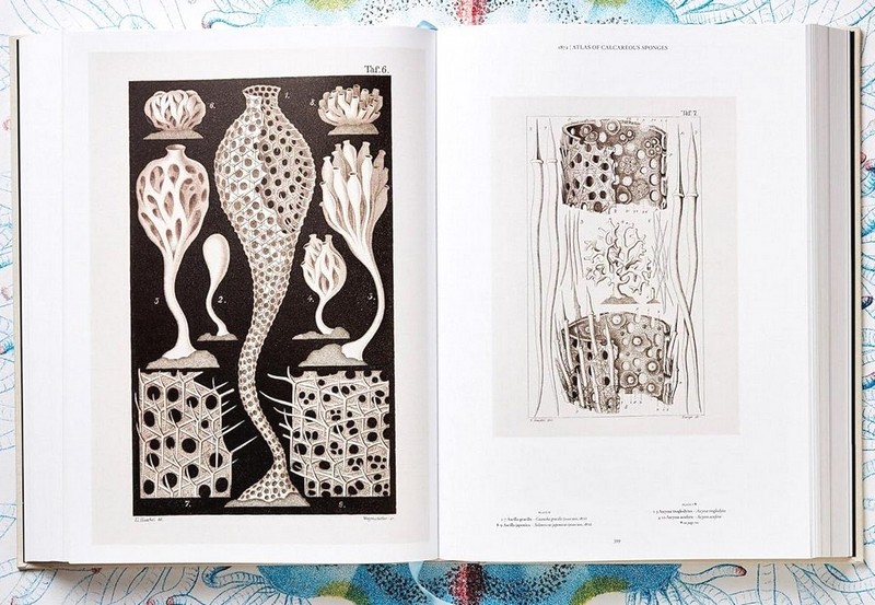The Art and Science of Ernst Haeckel Авт: Rainer Willmann Julia Voss Вид-во: Taschen - фото 8