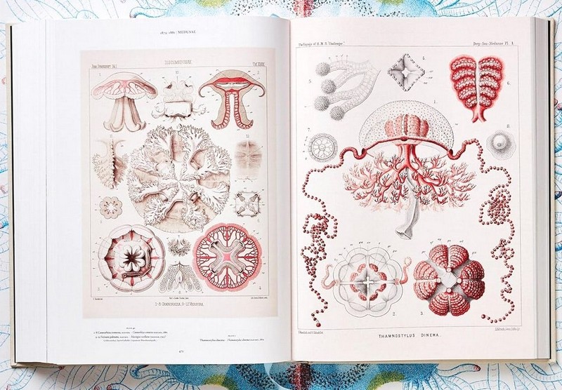 The Art and Science of Ernst Haeckel Авт: Rainer Willmann Julia Voss Вид-во: Taschen - фото 9