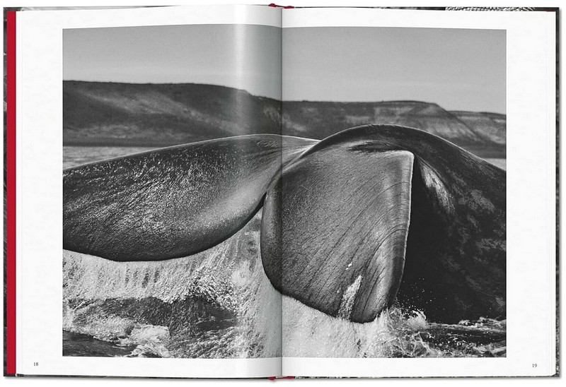 Sebastiao Salgado. Genesis - фото 3