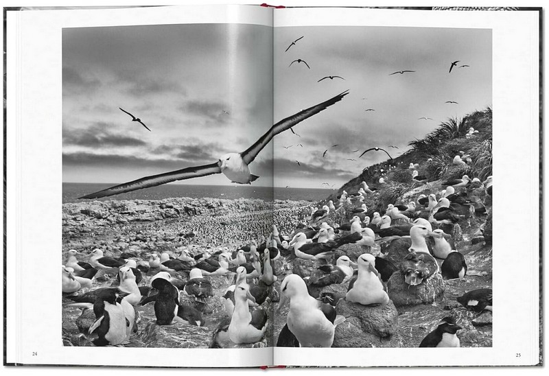 Sebastiao Salgado. Genesis - фото 4