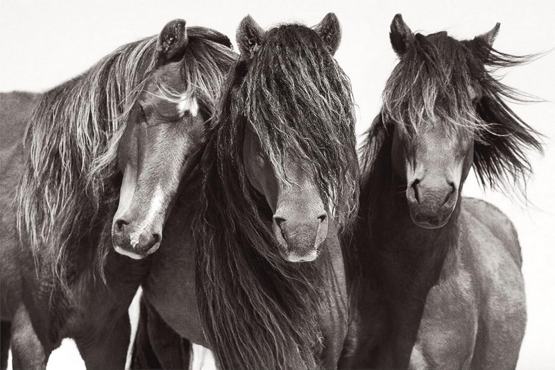 Untamed Spirits. Horses from Around the World - фото 10