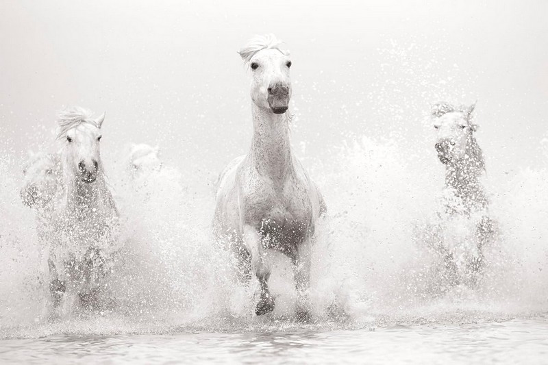 Untamed Spirits. Horses from Around the World - фото 11