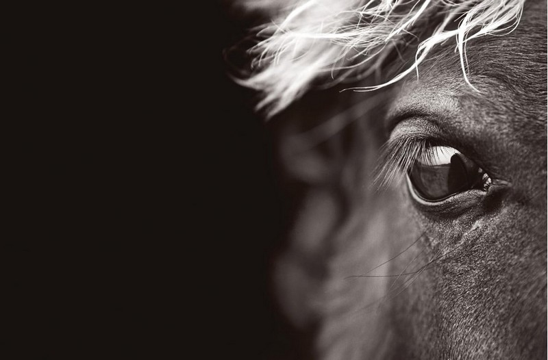 Untamed Spirits. Horses from Around the World - фото 12