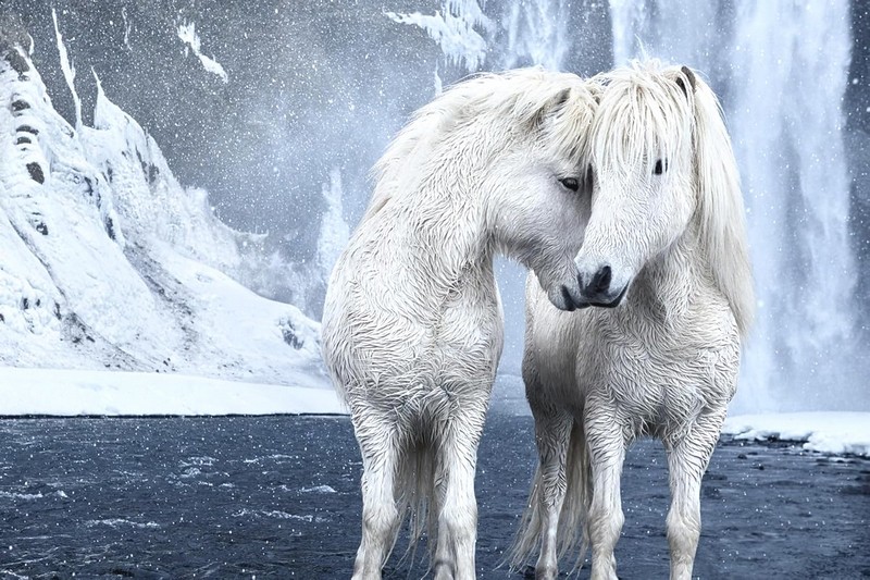 Untamed Spirits. Horses from Around the World - фото 13