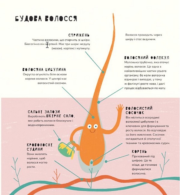 Книжка про ВОЛОССЯ - фото 5